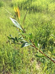 Salix planifolia