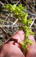 Platanthera michaelii