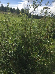 Salix planifolia