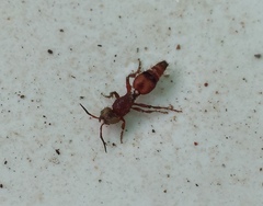 Dasymutilla formosa