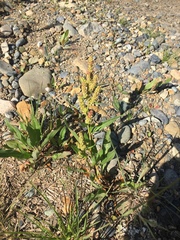 Rumex triangulivalvis