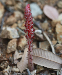 Allotropa virgata