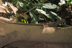 Uranoscodon superciliosus