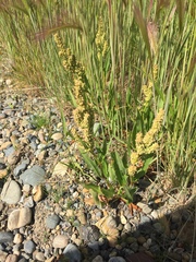 Rumex triangulivalvis