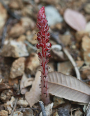 Allotropa virgata