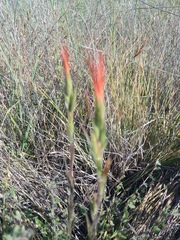 Castilleja minor
