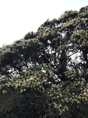 Linochilus rosmarinifolius