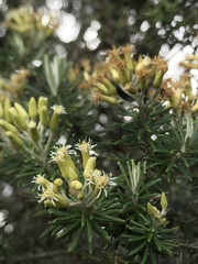 Linochilus rosmarinifolius