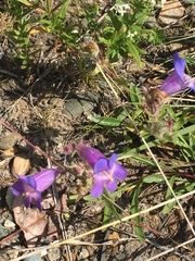 Penstemon gormanii