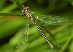 Lestes stultus