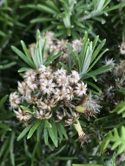 Linochilus rosmarinifolius