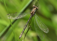 Lestes stultus