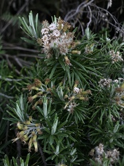 Linochilus rosmarinifolius