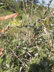 Quercus incana