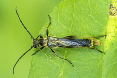 Necydalis cavipennis