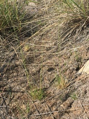 Festuca saximontana