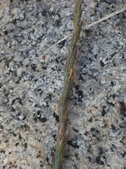 Festuca saximontana
