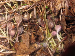 Endodeca serpentaria