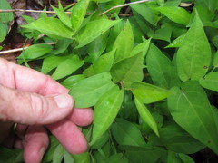 Endodeca serpentaria