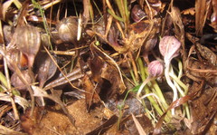 Endodeca serpentaria