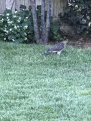 Accipiter cooperii