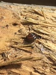 Euconulus fulvus