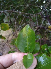 Dissiliaria muelleri