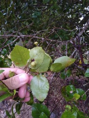 Dissiliaria muelleri