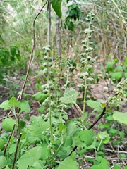 Ambrosia cordifolia