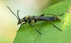 Necydalis cavipennis