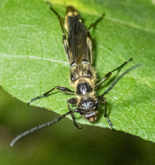 Necydalis cavipennis