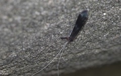 Mystacides azureus