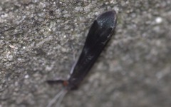 Mystacides azureus