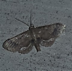 Idaea trypheropa