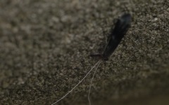Mystacides azureus