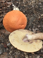 Leccinum