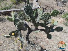 Opuntia velutina