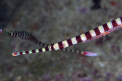 Dunckerocampus dactyliophorus