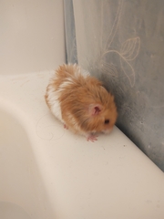 Mesocricetus auratus