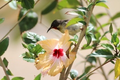 Myzomela jugularis