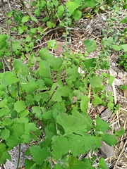 Ambrosia cordifolia