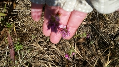 Castilleja exserta exserta