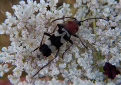 Chlorophorus trifasciatus