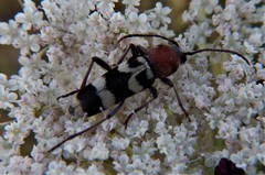 Chlorophorus trifasciatus