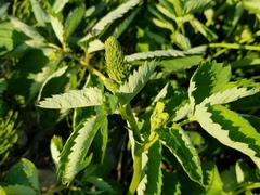 Sanguisorba stipulata
