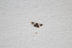 Idaea asceta