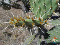 Opuntia velutina