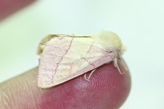 Hyparpax aurora