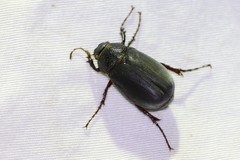 Phyllophaga prunina