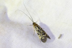 Macrostemum carolina